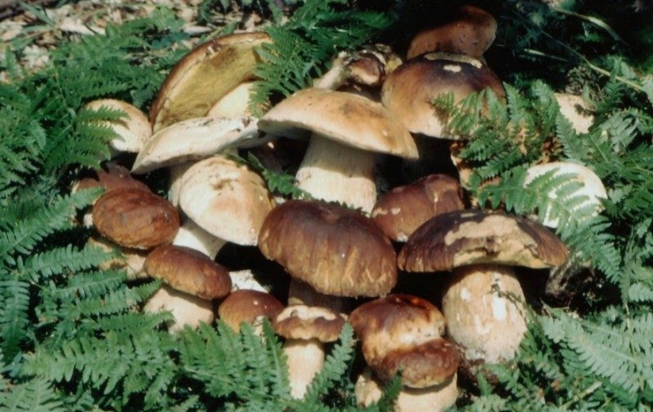 Corso di riconoscimento funghi nel bosco