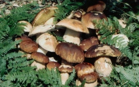 Corso di riconoscimento funghi nel bosco