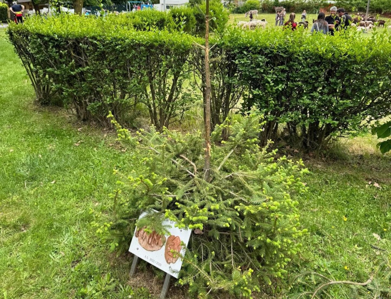 Il “Pinino” della scuola di Graglia distrutto dai vandali