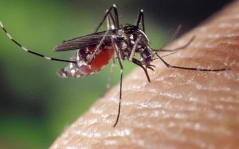 Invasione di zanzare nel Biellese: numeri mai visti prima
