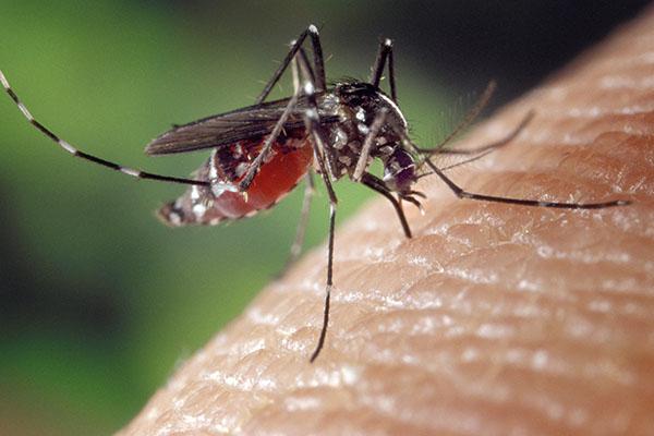 Invasione di zanzare nel Biellese: numeri mai visti prima