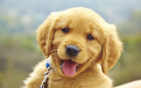 Celebra la Giornata internazionale del cane con Eco di Biella e OPS Media