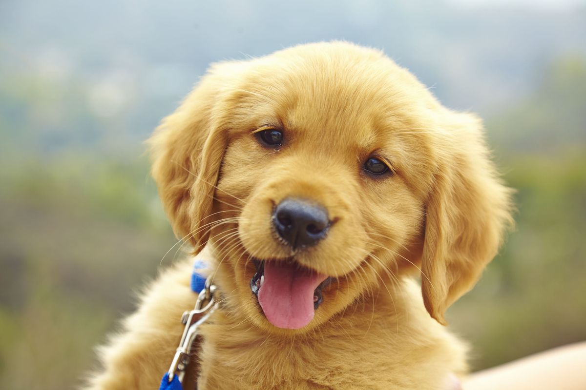 Celebra la Giornata internazionale del cane con Eco di Biella e OPS Media