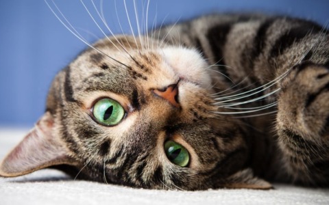 Giornata Internazionale del gatto: condividete le vostre foto!