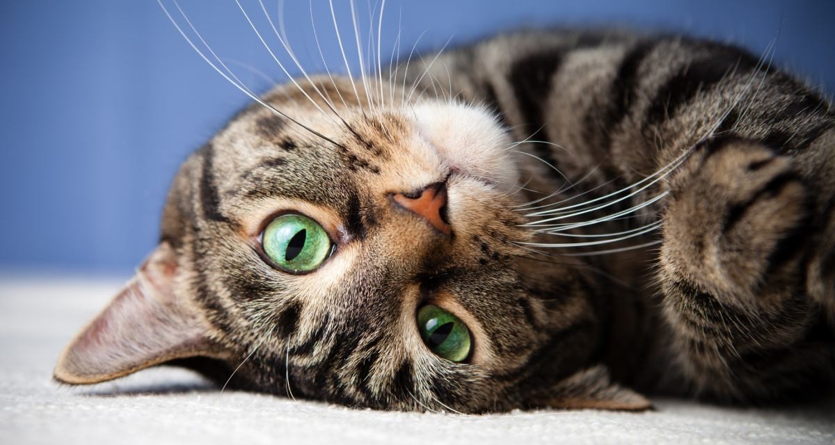 Giornata Internazionale del gatto: condividete le vostre foto!